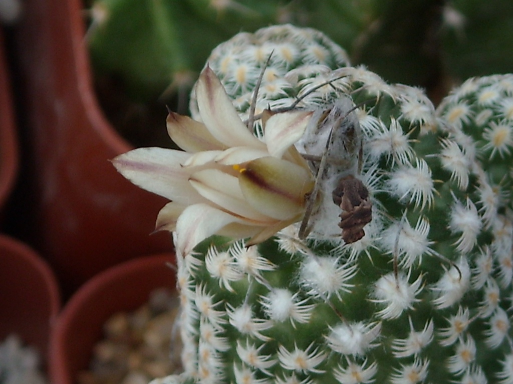 Fiori di cactus - Cactus flowers